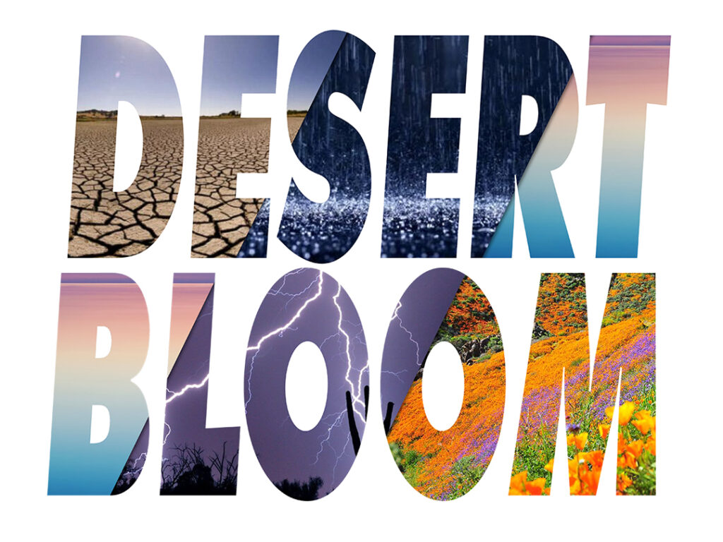 Desert Bloom Front2Back Music